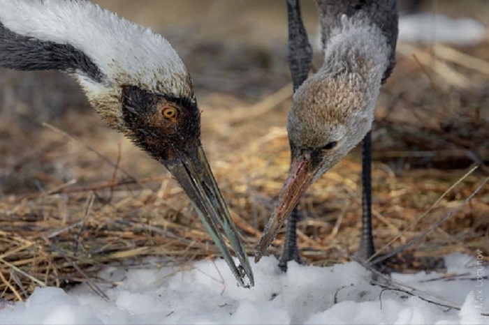 Практически усыновила: в Приамурье наблюдают за отношениями редких журавлей