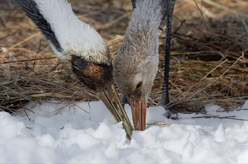Практически усыновила: в Приамурье наблюдают за отношениями редких журавлей