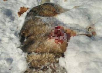 Фото: "Благовещенск № 1"