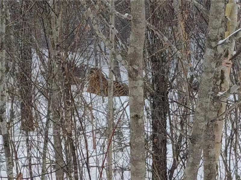 в Китае амурский тигр вышел к съемочной группе