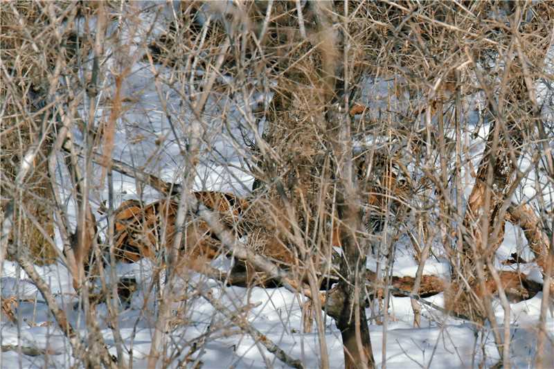 в Китае амурский тигр вышел к съемочной группе