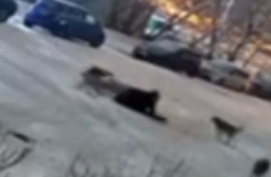 Нападение стаи собак