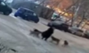 Нападение стаи собак