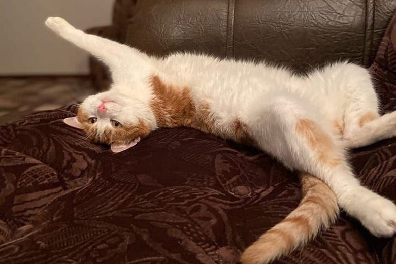 Выбросившую кота Твикса проводницу временно отстранили от работы