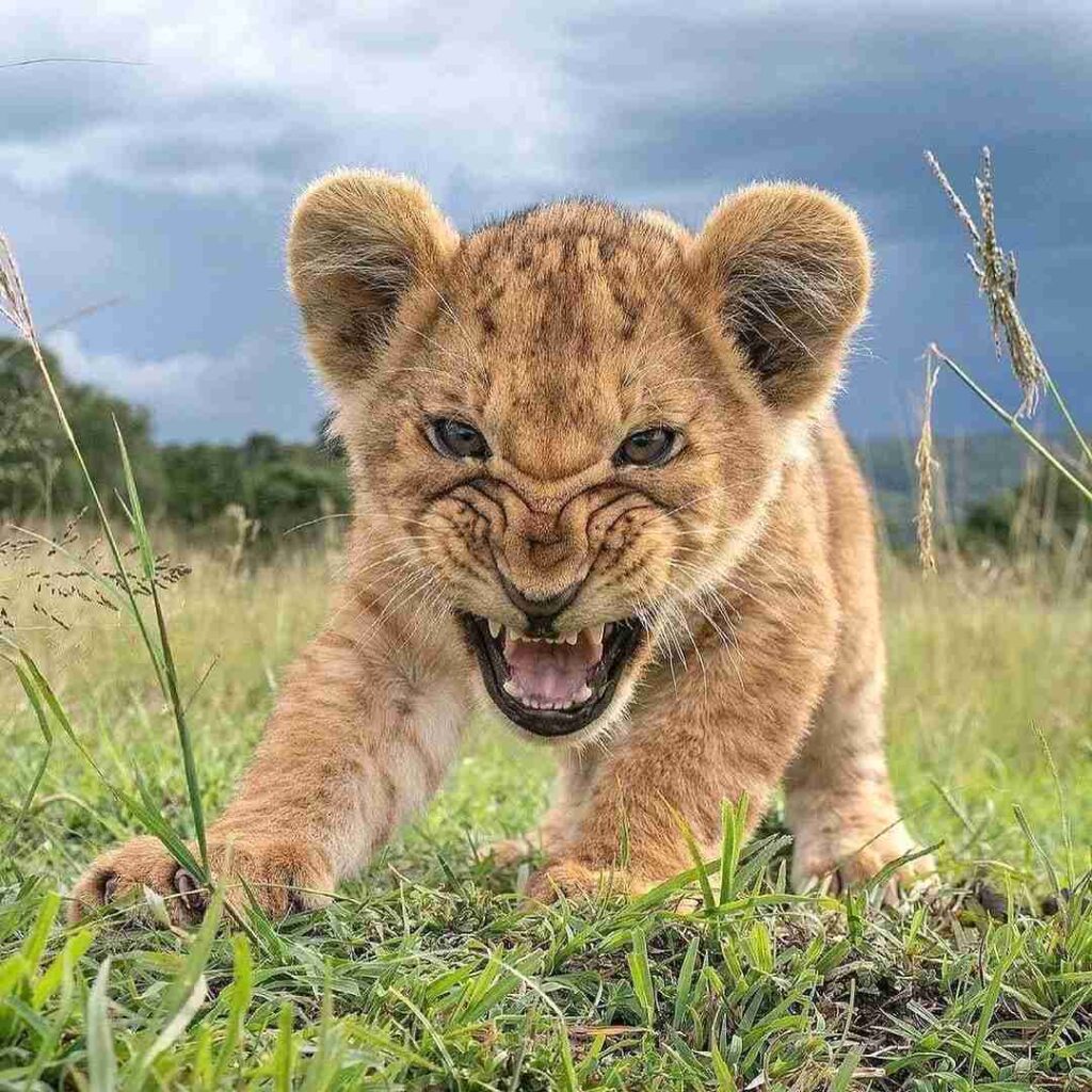 полнолуние во Льве, полнолуние 25 января