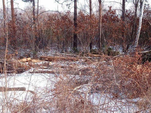 «Там же белки!»: амурчанина возмутила вырубка лесополосы