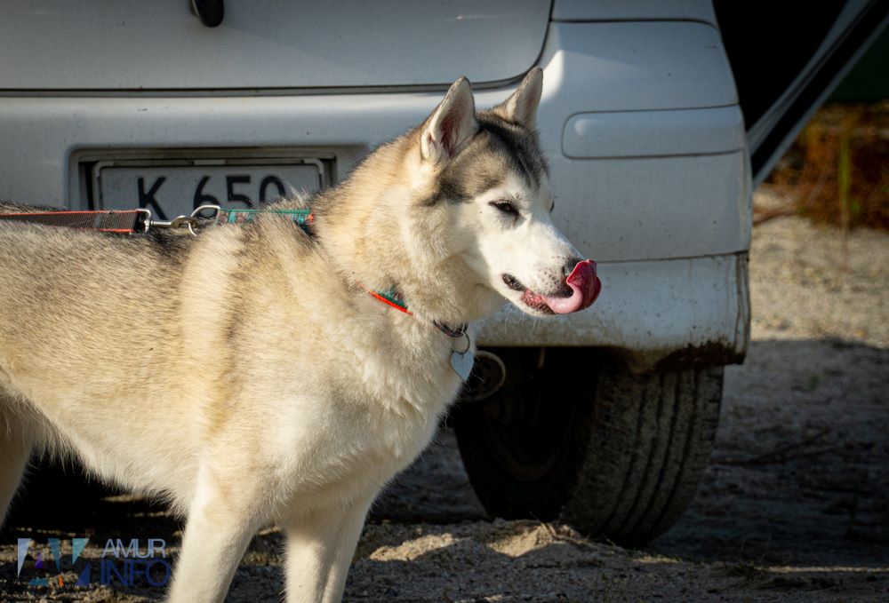 В России подорожает корм для собак и кошек