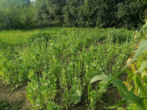 Закон не одобрил идею амурчанина украсить свой участок кондитерским маком