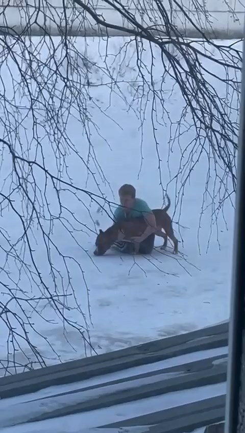 В Зее стафф на самовыгуле убил декоративную собачку