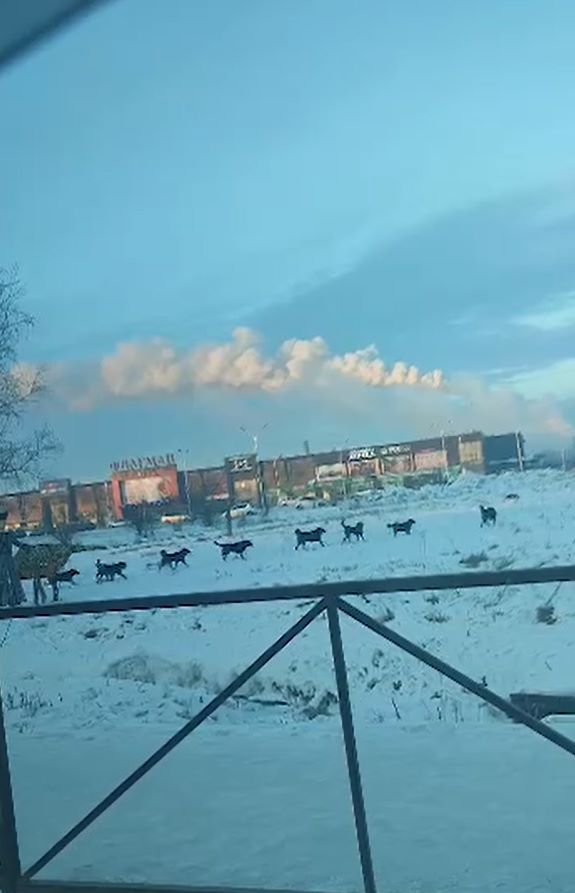 собаки
