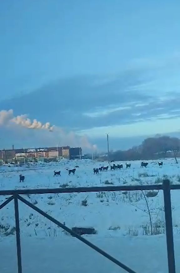 собаки