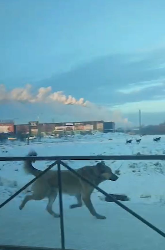 собаки