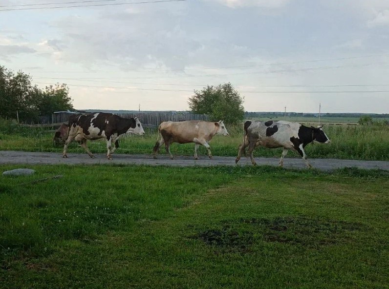 Фото: Амур.инфо