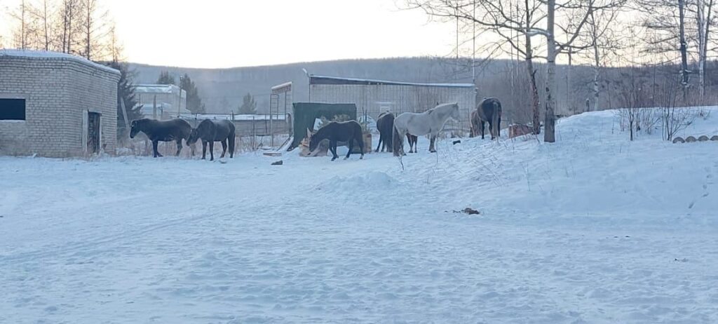 &laquo;Мы с конем на свалку пойдем&raquo;: сказ о сковородинском лошадином нашествии