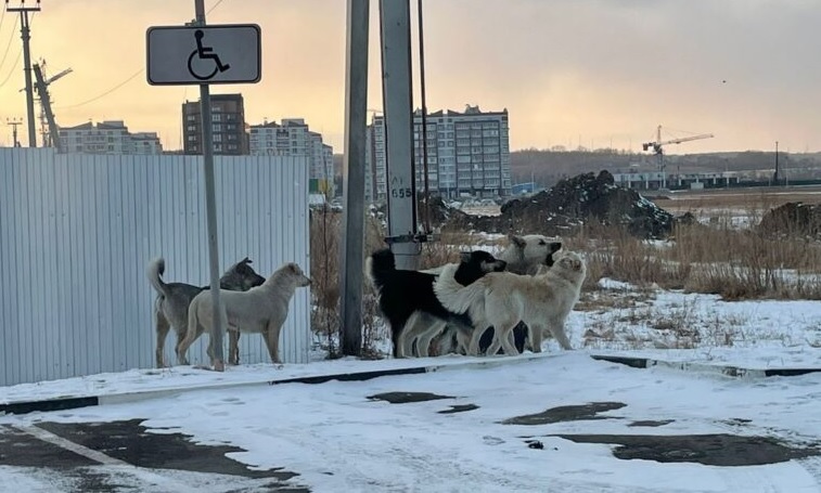 как спастись от бродячих псов