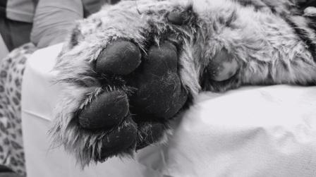 Фото: скриншот видео Центра "Амурский тигр" 