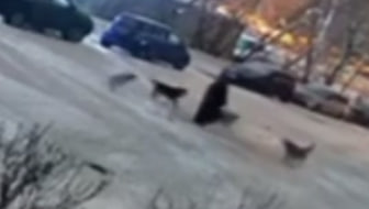 Нападение стаи собак