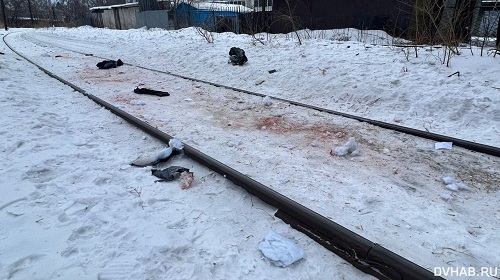 Кадры из фильма ужасов: стая собак насмерть загрызла хабаровчанина