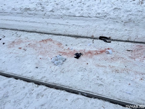 Кадры из фильма ужасов: стая собак насмерть загрызла хабаровчанина