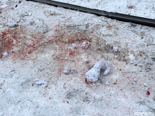 Кадры из фильма ужасов: стая собак насмерть загрызла хабаровчанина