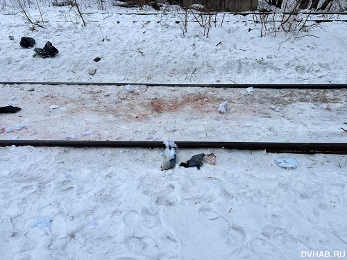 Кадры из фильма ужасов: стая собак насмерть загрызла хабаровчанина