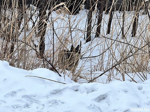 Кадры из фильма ужасов: стая собак насмерть загрызла хабаровчанина