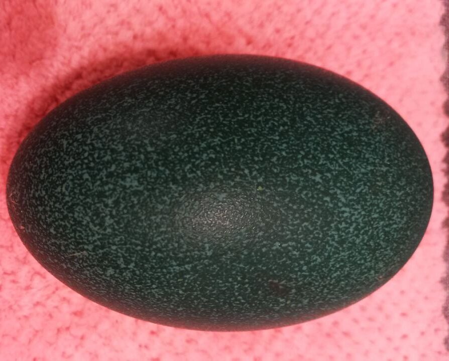 Амурчанам показали большие яйца, да не простые, а уникальные