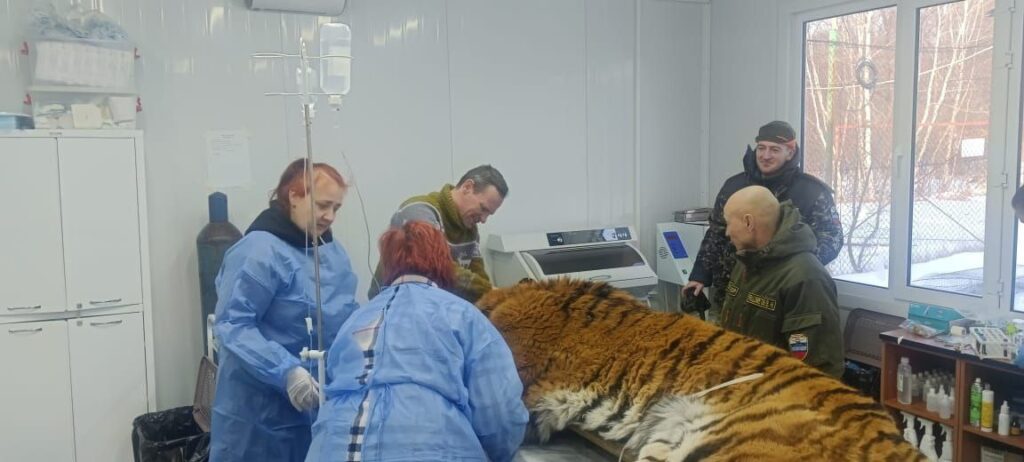Любителя собачьего мяса, пойманного в Хабаровском крае, выпустят на волю