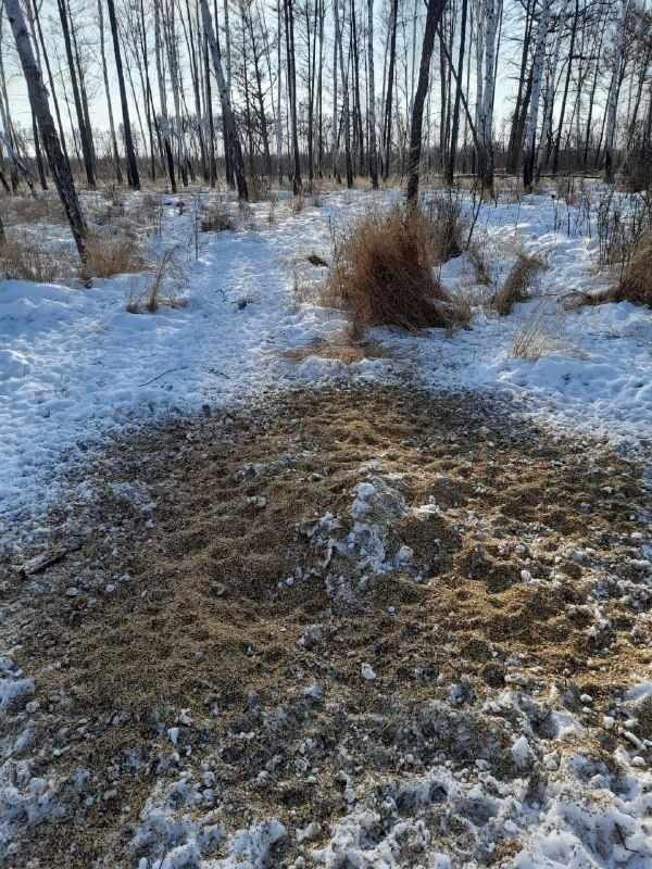 Охотоведы Приамурья показали, как выглядит «столовая» местных косуль