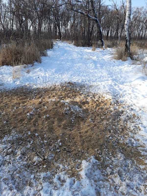 Охотоведы Приамурья показали, как выглядит «столовая» местных косуль