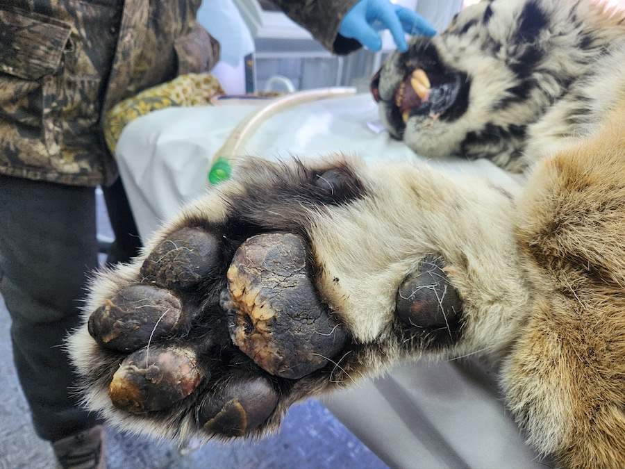 Хищник из Приморья добрался до Ленинградской области