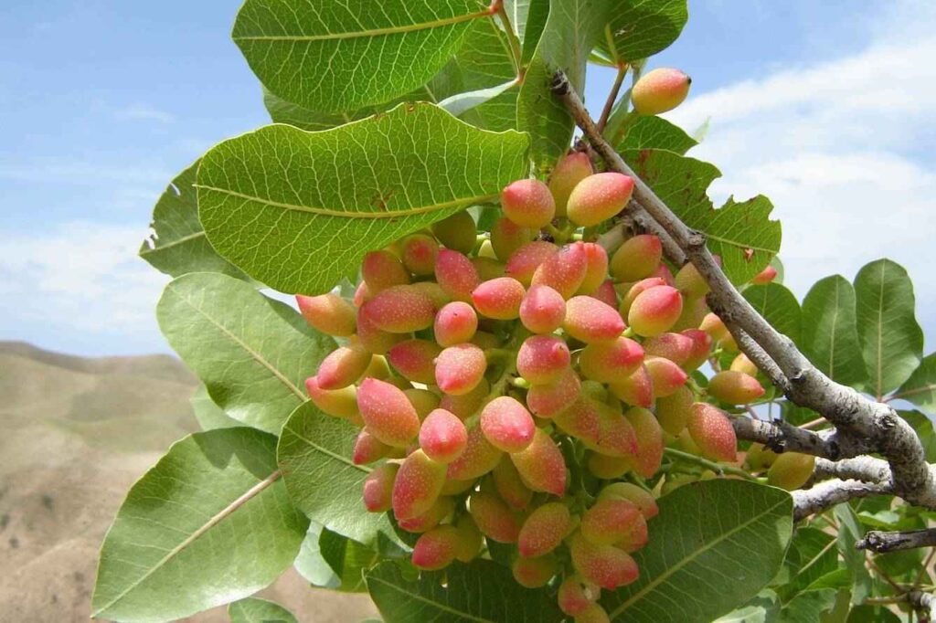 фисташковое дерево, где растёт фисташка, история фисташек