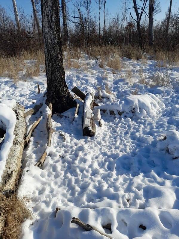 Охотоведы Приамурья показали, как выглядит «столовая» местных косуль