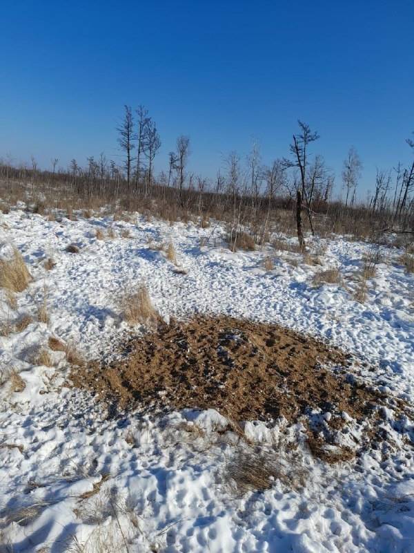 Охотоведы Приамурья показали, как выглядит «столовая» местных косуль