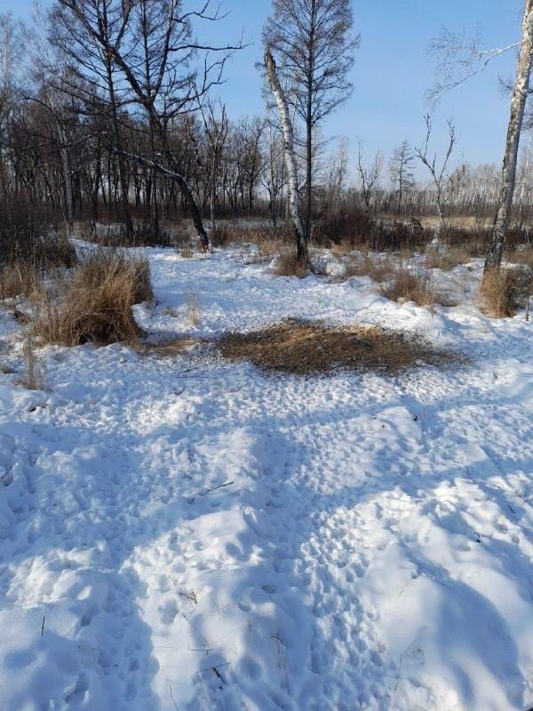 Охотоведы Приамурья показали, как выглядит «столовая» местных косуль