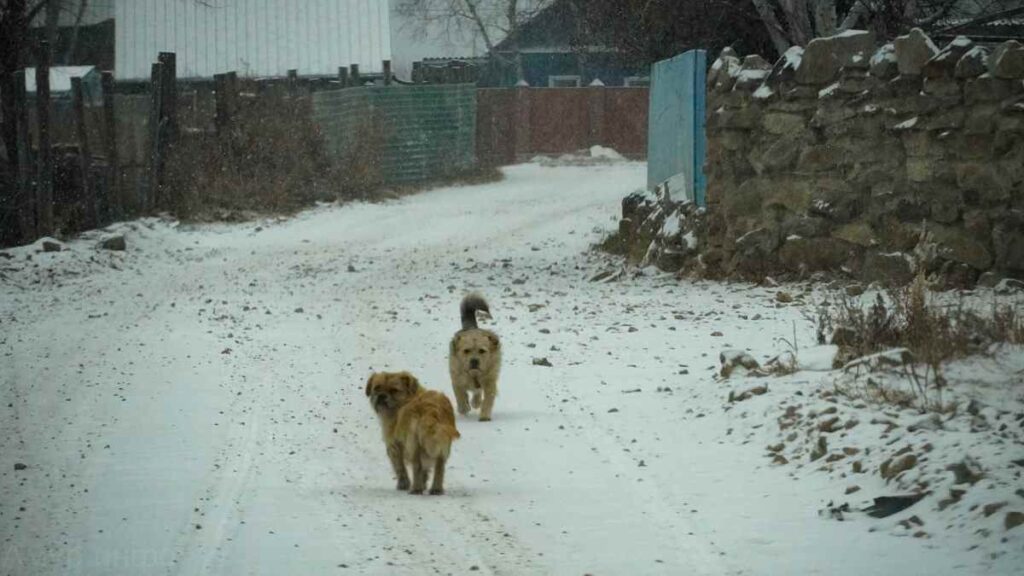 еще в одном амурском селе введен карантин