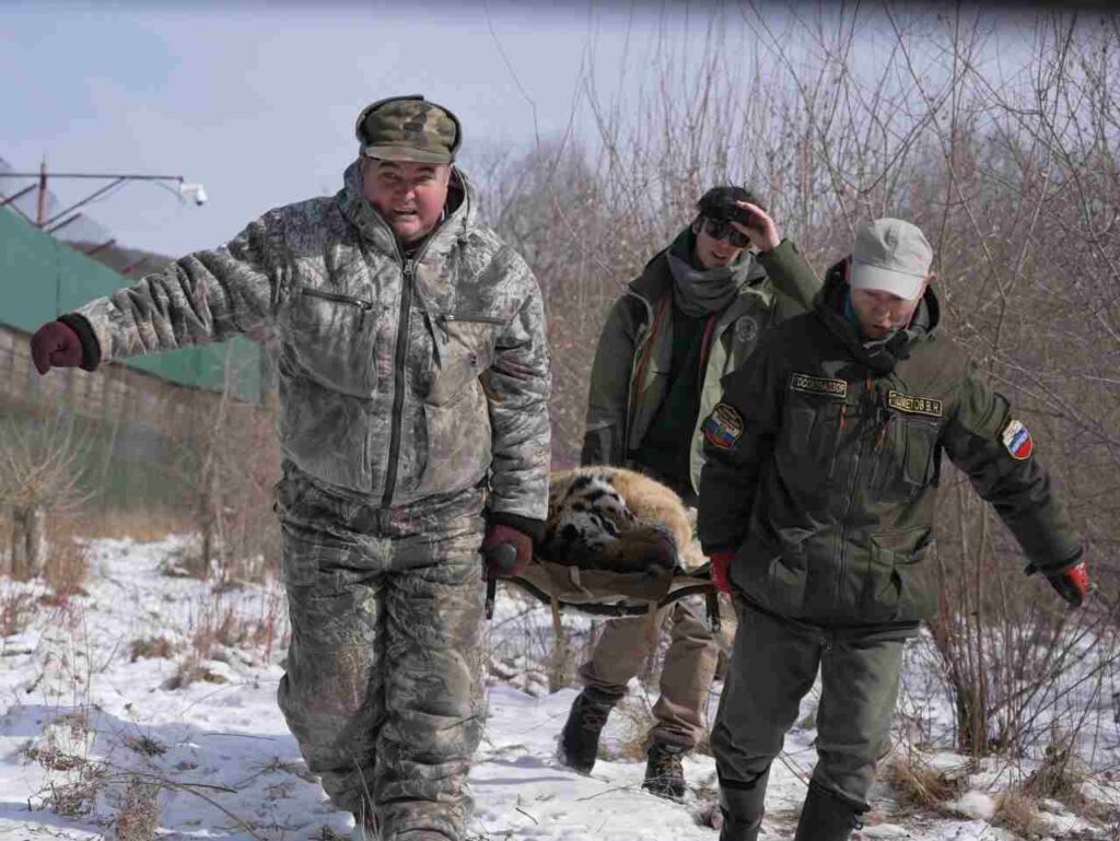 Хищник из Приморья добрался до Ленинградской области