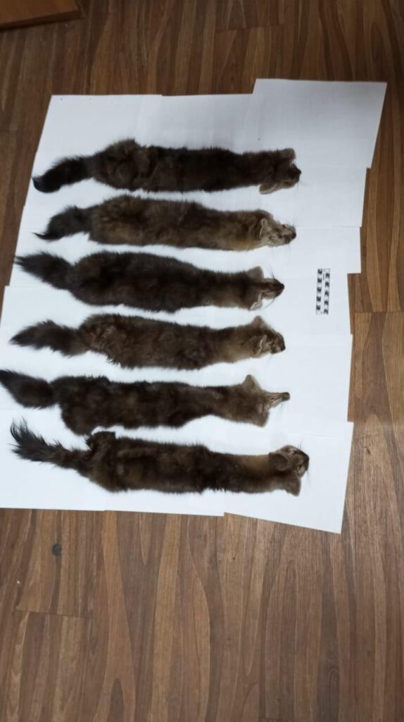 поймали браконьеров