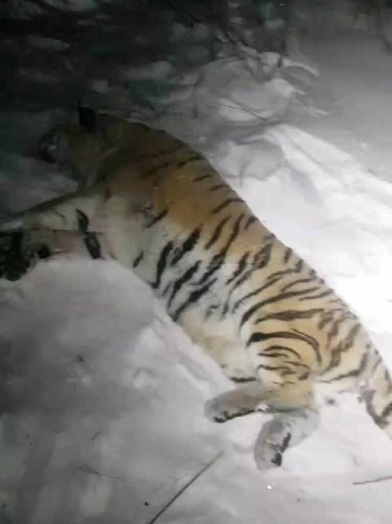 Амурский тигр