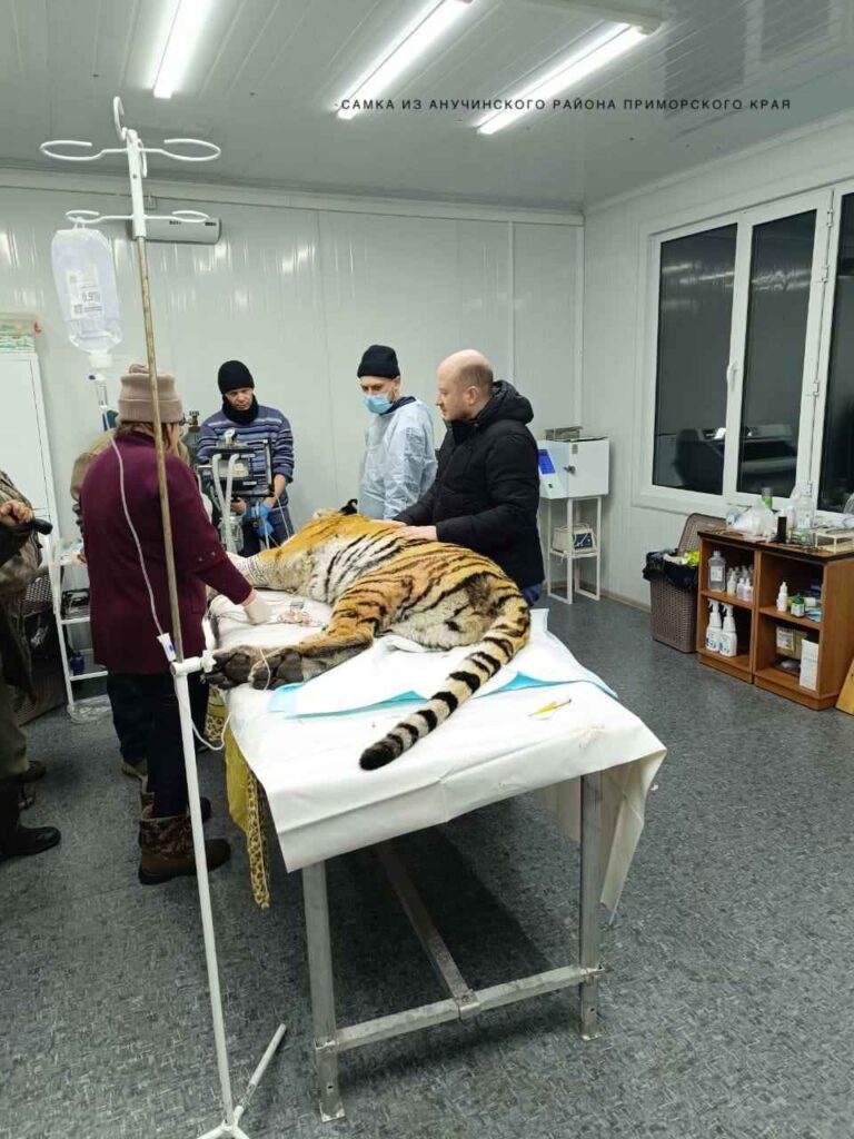 Амурский тигр