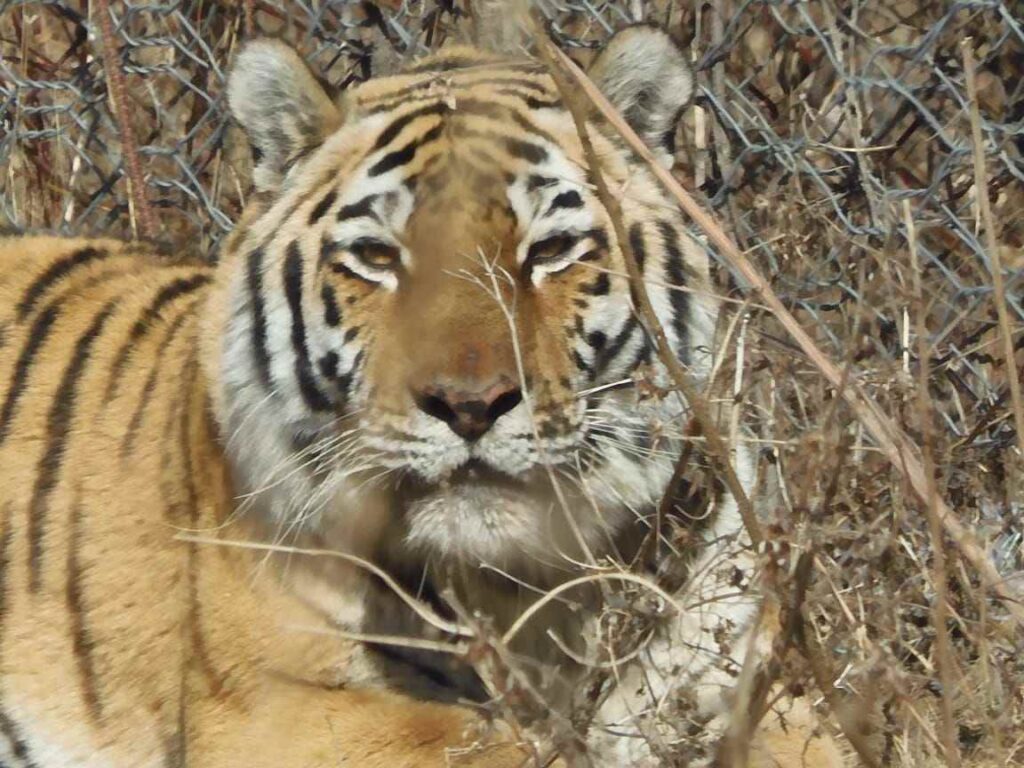 Амурский тигр