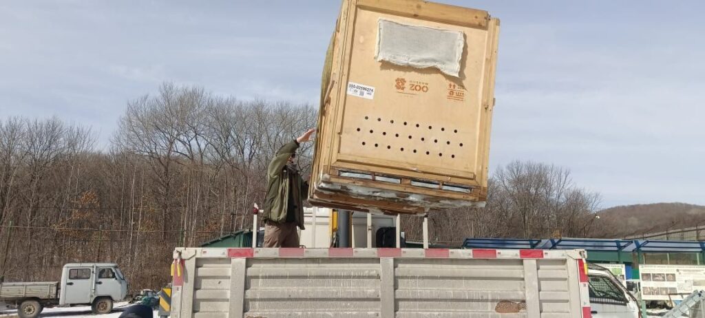 Перевозка амурского тигра