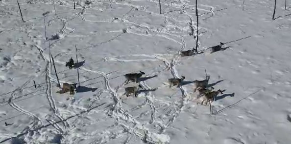 Северные олени