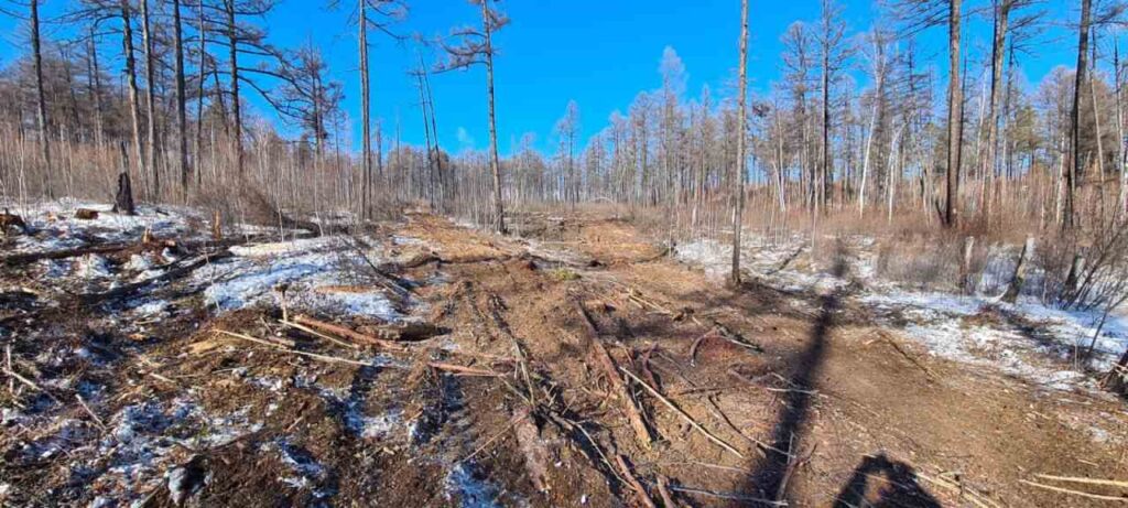 Вырубка деревьев