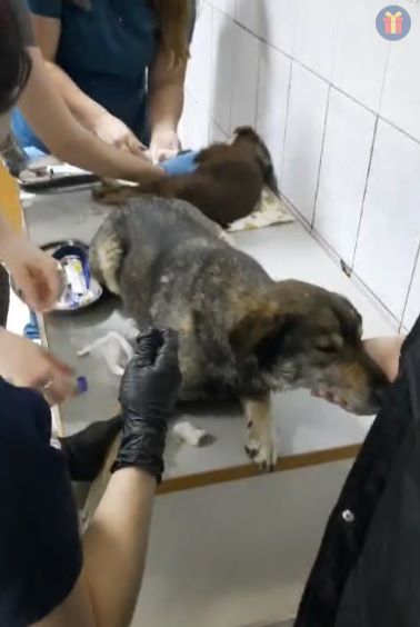 Пена изо рта: жительница Волково утверждает, что ее соседи незаконно травят местных собак