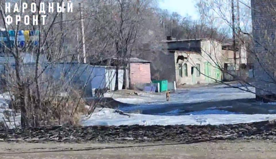 Благовещенские школьники вынуждены рискуя жизнью возвращаться из школы домой 