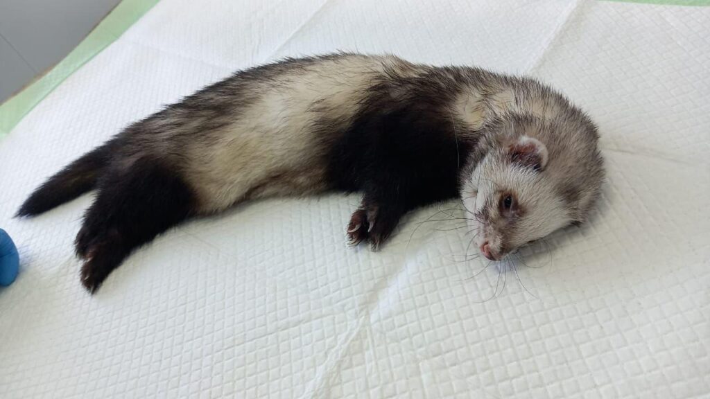 хорек Валек