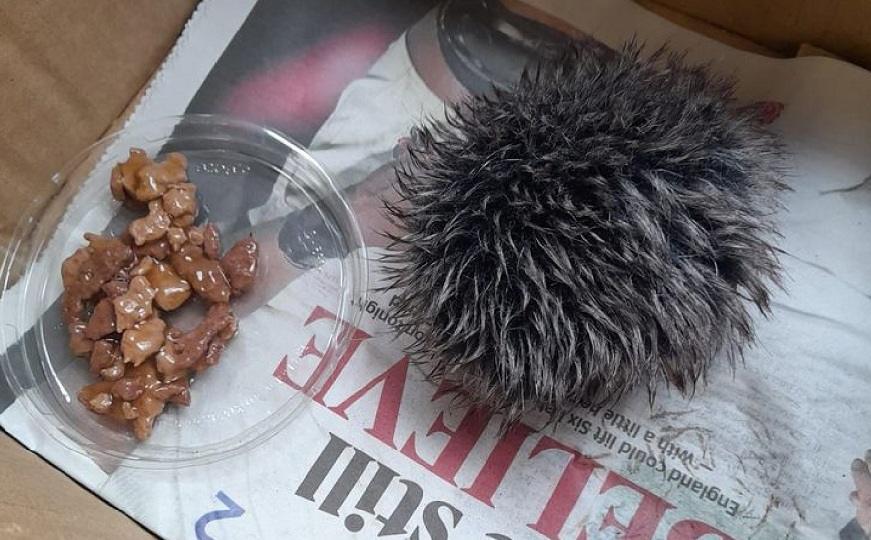 Британка приняла помпон от шапки за больного ёжика и привезла его в ветклинику