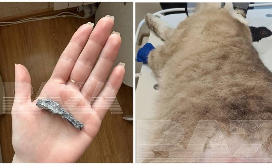 В Шебекино кот спас от смерти хозяйку во время обстрела 