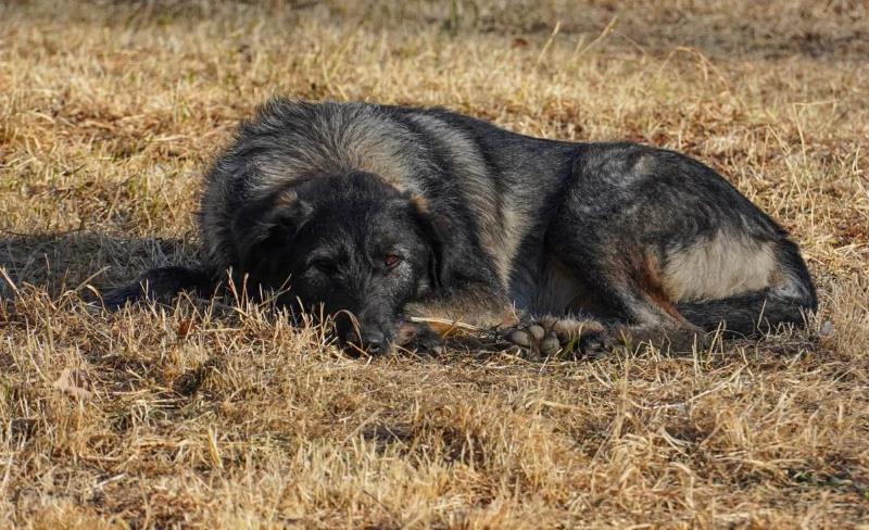Жительница Волково утверждает, что ее соседки травят местных собак